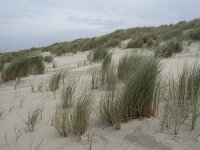 Calamagrostis arenaria 37, Helm, Saxifraga-Willem van Kruijsbergen