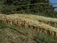 Calamagrostis arenaria 40, Helm, Saxifraga-Ed Stikvoort