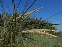 Calamagrostis arenaria 41, Helm, Saxifraga-Ed Stikvoort