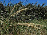 Calamagrostis arenaria 42, Helm, Saxifraga-Ed Stikvoort