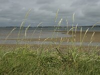 Calamagrostis arenaria 8, Helm, Saxifraga-Jan van der Straaten