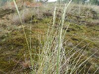 Calamagrostis arenaria 9, Helm, Saxifraga-Rutger Barendse