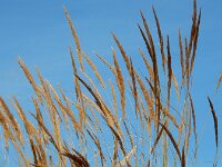 Calamagrostis epigejos 16, Duinriet, Saxifraga-Ed Stikvoort