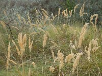 Calamagrostis epigejos 26, Duinriet, Saxifraga-Ed Stikvoort