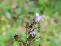 Calamintha nepeta