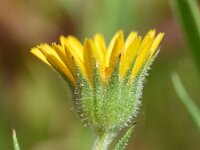 Calendula arvensis 38, Akkergoudsbloem, Saxifraga-Sonja Bouwman