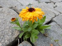 Calendula officinalis 10, Tuingoudsbloem, Saxifraga-Ed Stikvoort