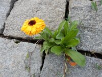 Calendula officinalis 13, Tuingoudsbloem, Saxifraga-Ed Stikvoort