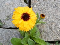 Calendula officinalis 9, Tuingoudsbloem, Saxifraga-Ed Stikvoort