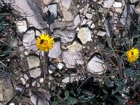 Calendula suffriticosa