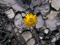 Calendula suffriticosa 2, Saxifraga-Jan van der Straaten