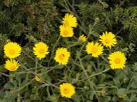 Calendula suffruticosa ssp algarbiensis 17, Saxifraga-Jan van der Straaten
