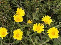 Calendula suffruticosa ssp algarbiensis 18, Saxifraga-Jan van der Straaten