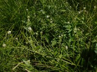 Calepina irregularis 2, Kalkraket Saxifraga-Ed Stikvoort