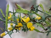 Calicotome spinosa 2, Saxifraga-Rutger Barendse