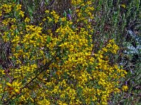 Calicotome spinosa 8, Saxifraga-Hans Grotenhuis