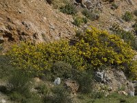 Calicotome villosa 12, Saxifraga-Willem van Kruijsbergen