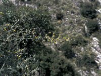Calicotome villosa 5, Saxifraga-Jan van der Straaten
