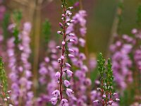 Calluna vulgaris 65, Struikhei, Saxifraga-Mark Zekhuis