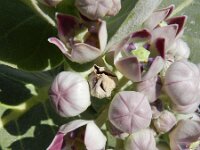 Calotropis procera 2, Saxifraga-Rutger Barendse