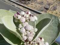 Calotropis procera 3, Saxifraga-Rutger Barendse