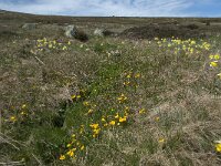 Caltha palustris 100, Gewone dotterbloem, Saxifraga-Willem van Kruijsbergen