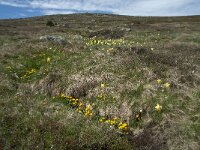 Caltha palustris 101, Gewone dotterbloem, Saxifraga-Willem van Kruijsbergen