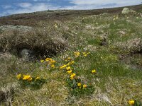 Caltha palustris 102, Gewone dotterbloem, Saxifraga-Willem van Kruijsbergen