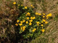 Caltha palustris 104, Gewone dotterbloem, Saxifraga-Annemiek Bouwman