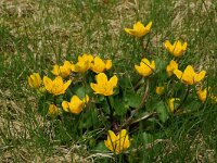 Caltha palustris 105, Gewone dotterbloem, Saxifraga-Annemiek Bouwman