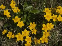 Caltha palustris 112, Gewone dotterbloem, Saxifraga-Jan van der Straaten