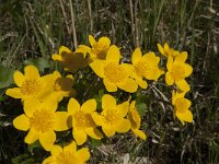 Caltha palustris 114, Gewone dotterbloem, Saxifraga-Jan van der Straaten