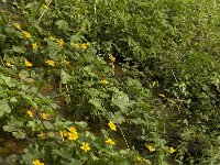 Caltha palustris 115, Gewone dotterbloem, Saxifraga-Jan van der Straaten