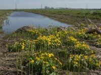 Caltha palustris 122, Gewone dotterbloem, Saxifraga-Jan van der Straaten