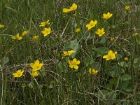 Caltha palustris 123, Gewone dotterbloem, Saxifraga-Jan van der Straaten