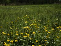 Caltha palustris 127, Gewone dotterbloem, Saxifraga-Jan van der Straaten