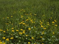 Caltha palustris 128, Gewone dotterbloem, Saxifraga-Jan van der Straaten