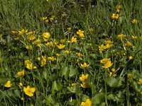 Caltha palustris 129, Gewone dotterbloem, Saxifraga-Jan van der Straaten