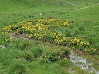 Caltha palustris 13, Gewone dotterbloem, Saxifraga-Willem van Kruijsbergen
