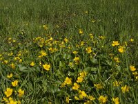 Caltha palustris 130, Gewone dotterbloem, Saxifraga-Jan van der Straaten