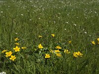Caltha palustris 132, Gewone dotterbloem, Saxifraga-Willem van kruijsbergen,