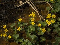 Caltha palustris 133, Gewone dotterbloem, Saxifraga-Willem van Kruijsbergen