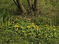 Caltha palustris 134, Gewone dotterbloem, Saxifraga-Willem van Kruijsbergen