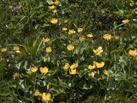 Caltha palustris 141, Gewone dotterbloem, Saxifraga-Willem van Kruijsbergen