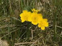 Caltha palustris 143, Gewone dotterbloem, Saxifraga-Willem van Kruijsbergen