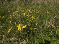 Caltha palustris 145, Gewone dotterbloem, Saxifraga-Willem van Kruijsbergen