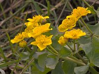 Caltha palustris  dotterbloem Bloemkampen te Hulshorst : Caltha palustris