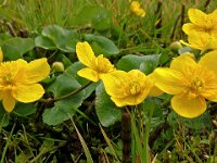 Caltha palustris 2, Gewone dotterbloem, Saxifraga-Hans Dekker