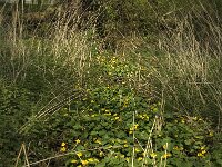 Caltha palustris 27, Gewone dotterbloem, Saxifraga-Jan van der Straaten