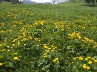 Caltha palustris 28, Gewone dotterbloem, Saxifraga-Jan van der Straaten
